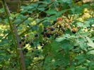 DSCN4796