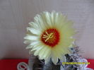 SAM_1007
