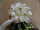 SAM_1009