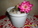 SAM_1074