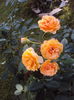 DSC06008