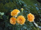 DSC06009