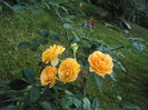 DSC06010