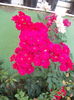 DSCN2719