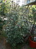 DSCN2720