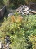DSCN2760