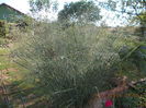 DSCN2781