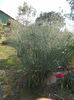 panicum virgatum clouds nine
