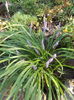 liriope muscari