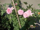 DSCN2789