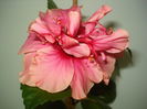 DSC03446