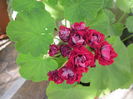 Red rosebud