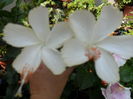 SAM_9556