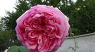 DSC03376