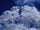 IceBush