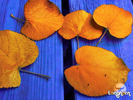 Leafes