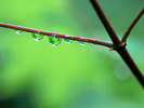 PLUS! NATURE