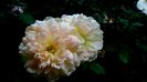 DSC03202