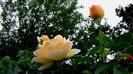 DSC03436