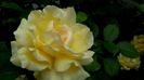 DSC03343