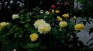DSC03348