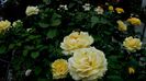 DSC03350
