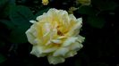 DSC03393