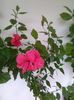 IMG_20150906_093303
