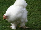 DSCF0076