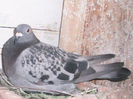 APDC1206