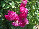 DSC09758