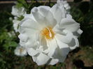 DSC09766