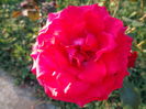 DSC09916