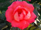 DSC09915