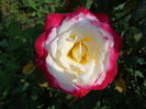 DSC09950
