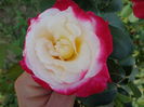 DSC09951