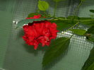 DSCN7161