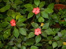 DSCN7162