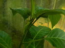 DSCN7172