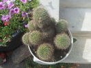 cactus cu flori care tin foarte mult