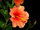 DSC03881