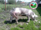 pedigree pietrain pigs Arad-Romania