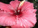 tahitian purple splendor