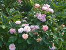 Bordure Nacree