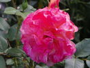 Augusta Luise