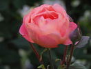 Lady Emma Hamilton