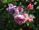 Coral Dawn