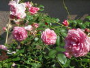 Coral Dawn
