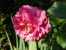 Christopher Marlowe