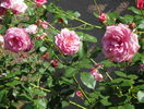 Coral Dawn